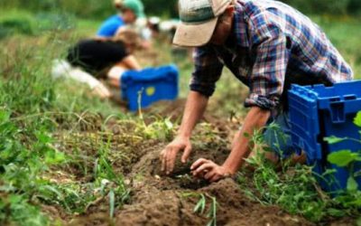 RINNOVATO CONTRATTO PROVINCIALE AGRICOLO E FLOROVIVAISTI DI PAVIA